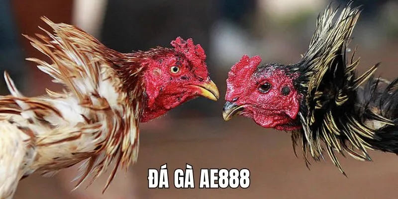 Đá gà